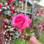 Single Flowers - Pink